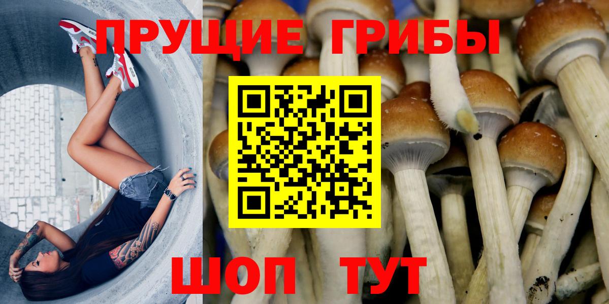 Черняховск  Псилоцибиновые грибы GOLDEN TEACHER  купить наркоту  Вход с VPN  Галлюциногенные грибы GOLDEN TEACHER 